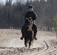 Un poney vu de face monté par une fillette.