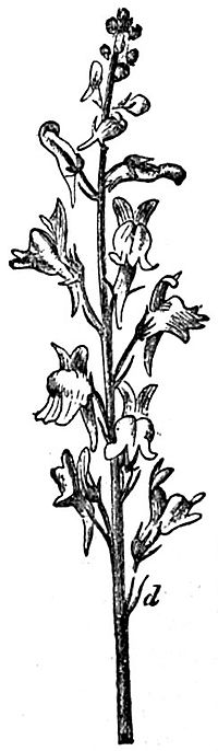 EB1911 Flower - Raceme of Linaria striata.jpg
