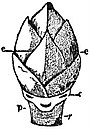 EB1911 Stem - Leaf-bud of Sycamore.jpg