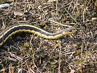 Eastern Garter Snake.jpg