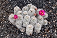 Description de l'image Echinocereus nivosus 01.jpg.