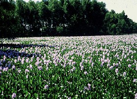 Eichhornia crassipes-water hyacinth.jpg