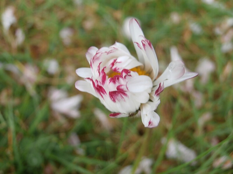 File:Ein Gänseblümchen im April 2014 (3).JPG