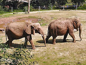 À gauche un éléphant de savane d'Afrique (Loxodonta africana), à droite un éléphant d'Asie (Elephas maximus).