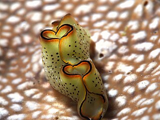 <i>Elysia marginata</i> Species of sea slug