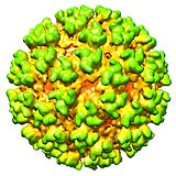 Cryo-electron microscopy image of Semliki Forest virus, an alphavirus