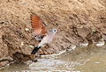 Emerald-spotted Wood Dove, Turtur chalcospilos at uMkhuze Game Reserve, kwaZulu-Natal, South Africa (15252405710).jpg