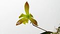 Encyclia bohnkiana flower