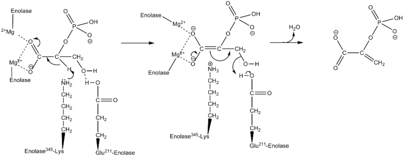 File:Enolase mechanism2.png