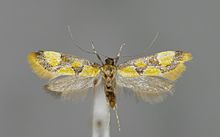 Epicallima icterinella M.jpg