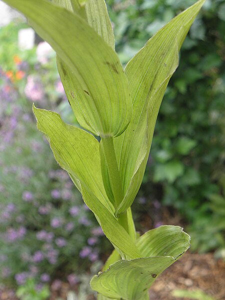 File:Epipactis helleborine R.H. 10.jpg