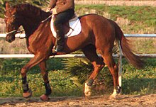 Foto a colori che mostra un cavallo condotto al passo dal suo cavaliere