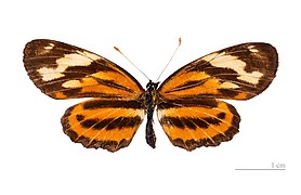 Museum specimen ♂ dorsal side