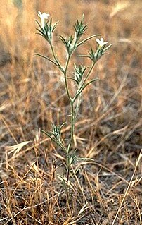 <i>Eriastrum brandegeeae</i> Species of flowering plant