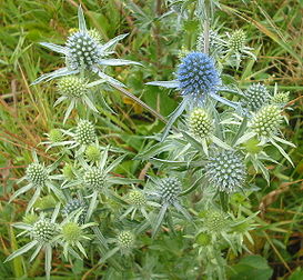 Синеголовник плосколистный (Eryngium planum)