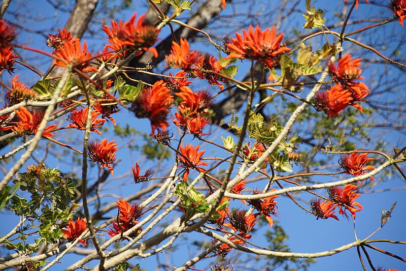 File:Erythrina poeppigiana (flowered tree) in Costa Rica.jpg