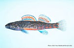 Miniatura per Etheostoma