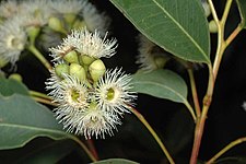 Flowers and buds Eucalyptus paniculata buds.jpg