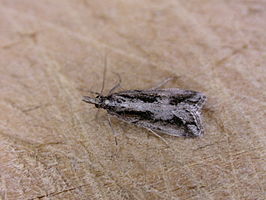 Eudonia steropaea