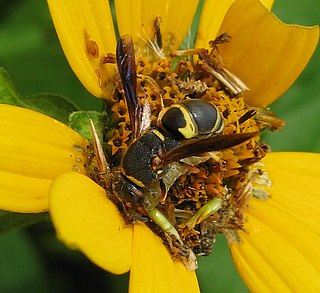 <i>Euodynerus hidalgo</i> Species of wasp