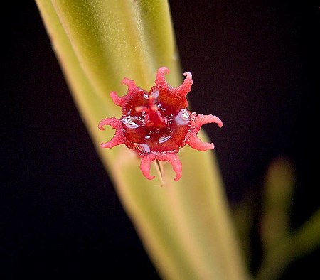 Euphorbia_attastoma