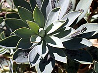 Euphorbia nevadensis