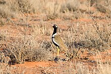 Eupodotis afraoides -Kgalagadi Transfrontier Park, South Africa-8 (1).jpg