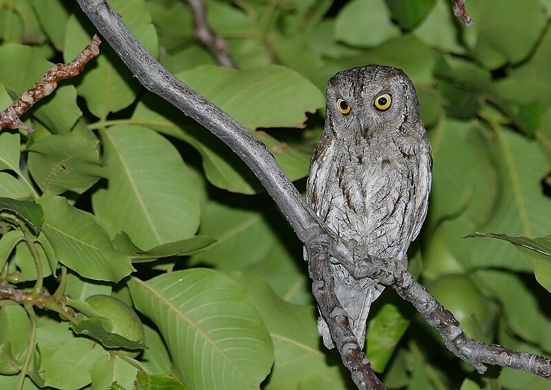 File:Eurasian Scops-owl (Otus scops) (50276324636).jpg