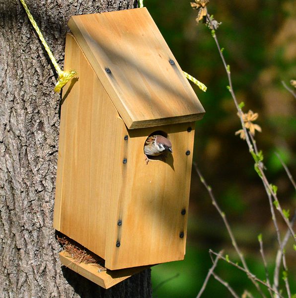 File:Eurasian tree sparrow St Louis 2749.jpg