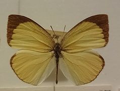 尖角黃粉蝶 Eurema laeta