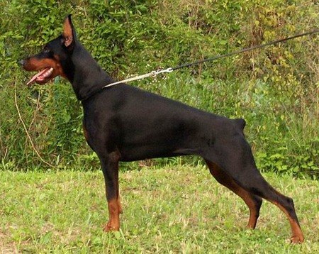 Pincer Dobermann