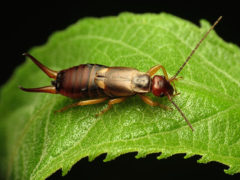 File:European Earwig - Flickr - treegrow (1).jpg