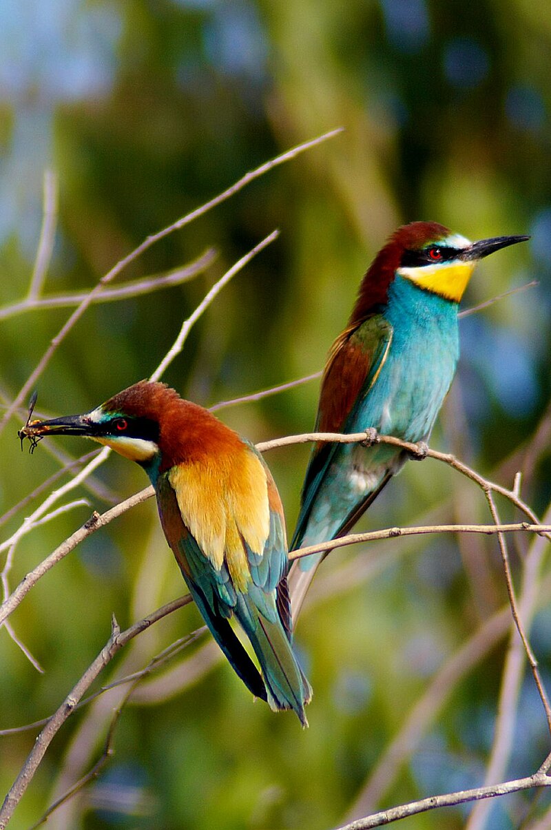 Żołna zwyczajna (Merops apiaster)