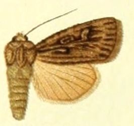 Agrotis turbans