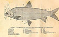 FMIB 32544 Figure of a Fish Showing the Location of Parts Usually Referred to in Descriptions.jpeg
