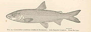 FMIB 42882 Leucichthys zenithicus (Jordan & Evermann) Danau Superior Longjaw Dari type.jpeg