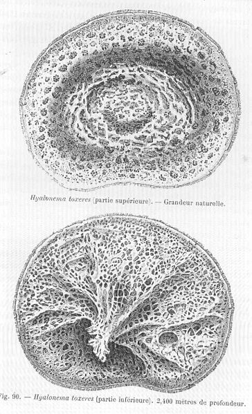 File:FMIB 47002 Hyalonema toxeres (partie superieure).jpeg