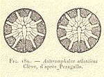 Vignette pour Asterolampraceae