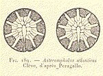 Vignette pour Asterolamprales