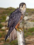 Falco eleonorae. Photomontage of Museum specimen