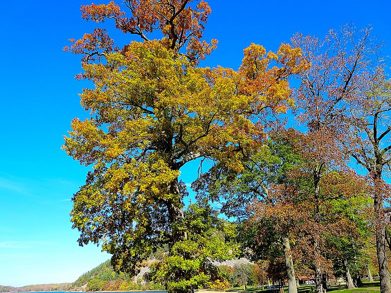 File:Fall Foliage on the South Shore of Devil's Lake - panoramio.jpg