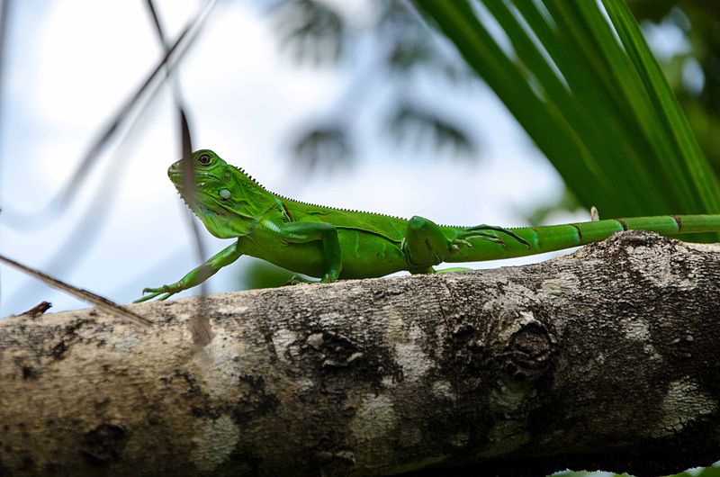 File:Fauna 2-2 parque estadual do jalapão.jpg