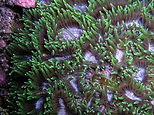 Hard coral Favites extends its polyps at night to feed Favites flexuosa.jpg