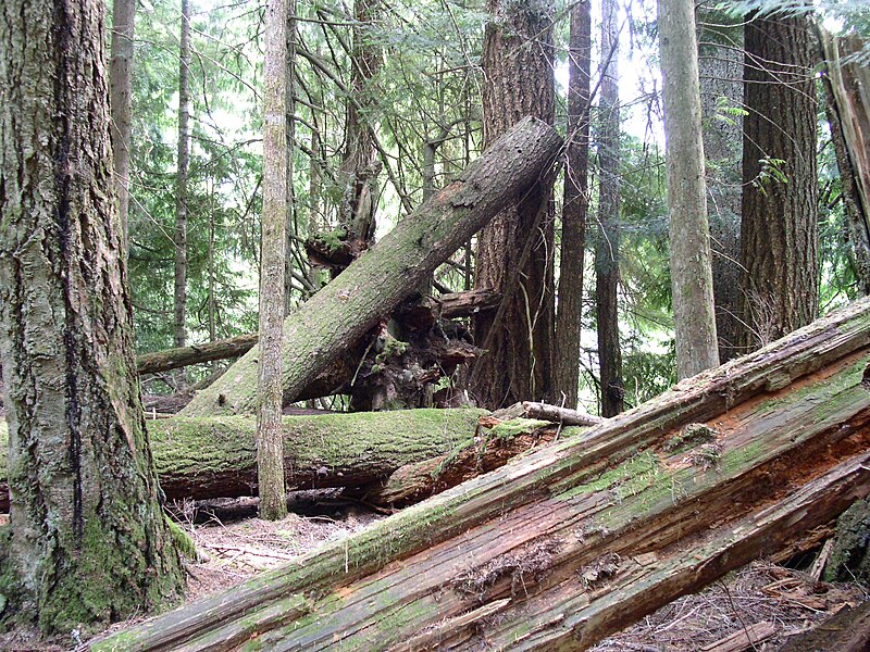 File:Federation Forest State Park (2006-07-22), 08.jpg