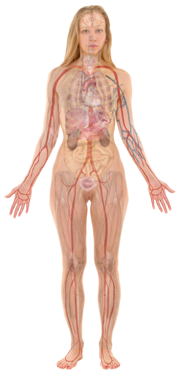 File:Female with organs.png