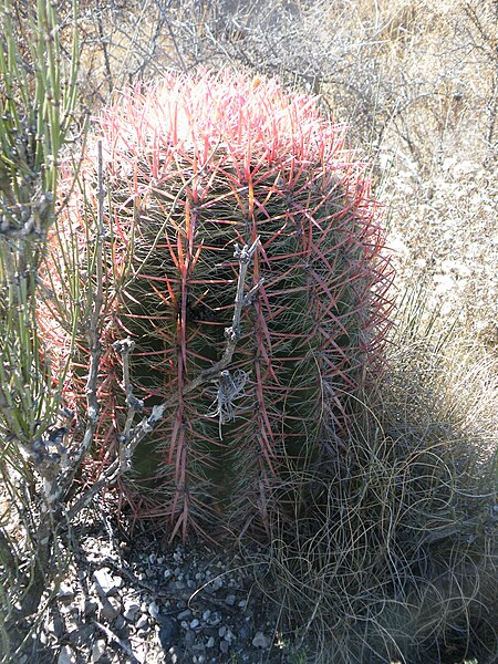 File:Ferocactus pilosus (5693521368).jpg