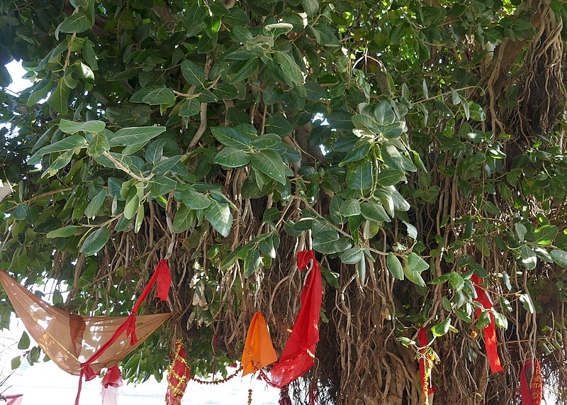 File:Ficus benghalensis à Pushkar (Rajasthan) (2).jpg