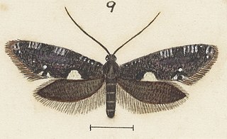 <i>Tinea argodelta</i> Species of moth