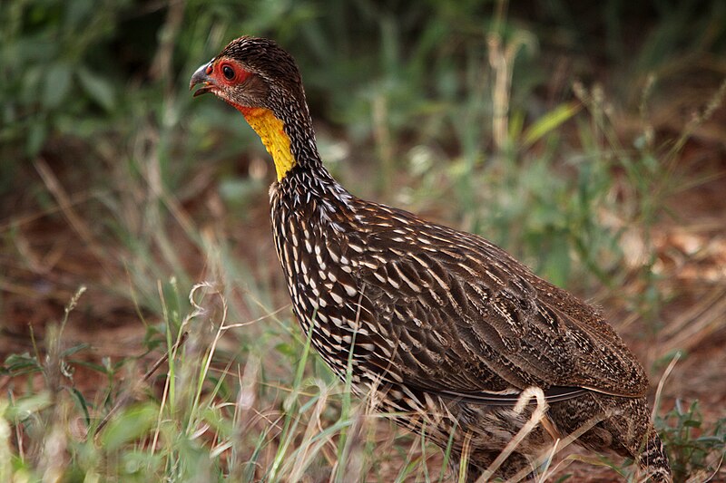 File:Flickr - don macauley - Pternistis leucoscepus.jpg