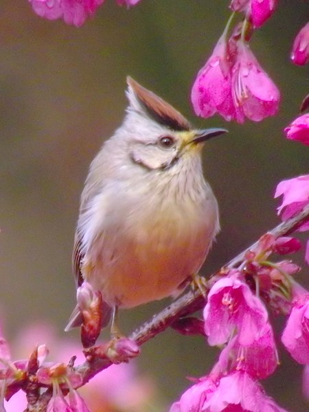 File:Flower Lover (12733185203).jpg